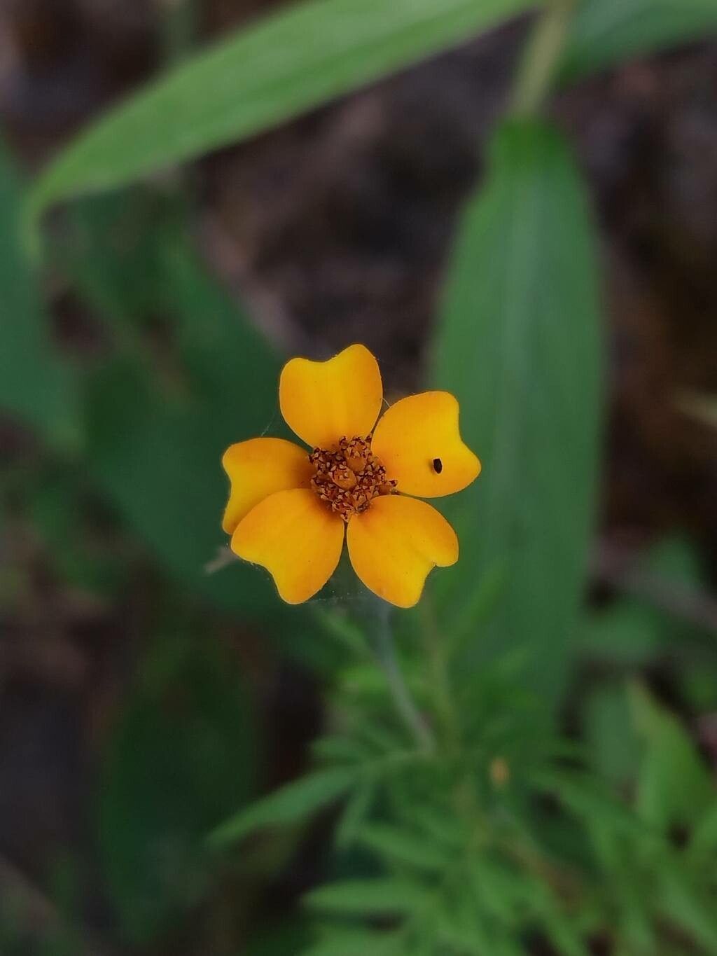 Tagetes subulata — search result for 'Tagetes'