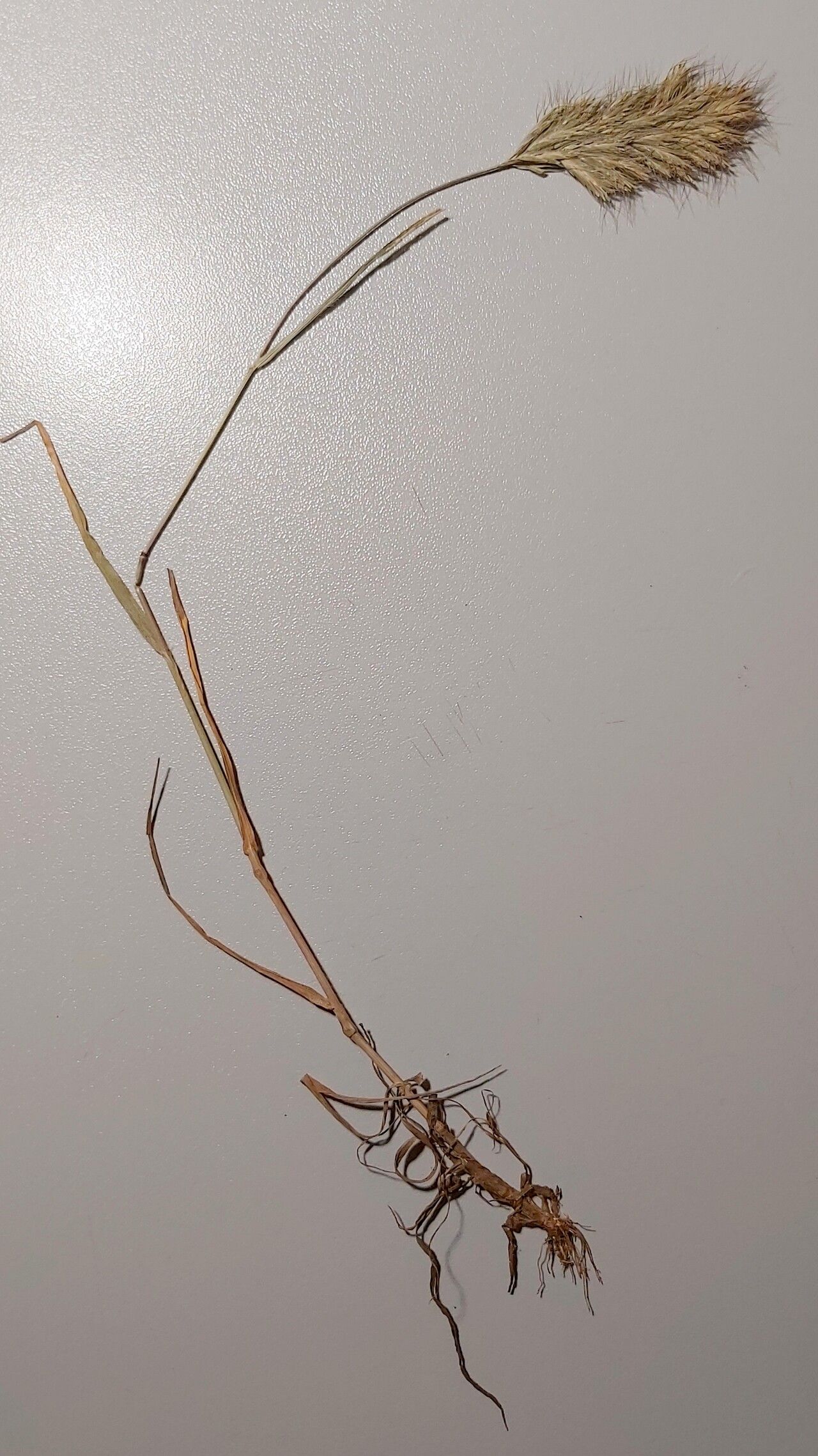 Bromus scoparius flower