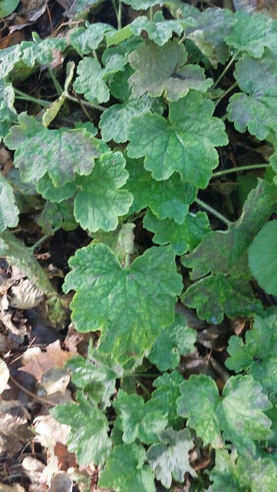 Heuchera pulchella leaf