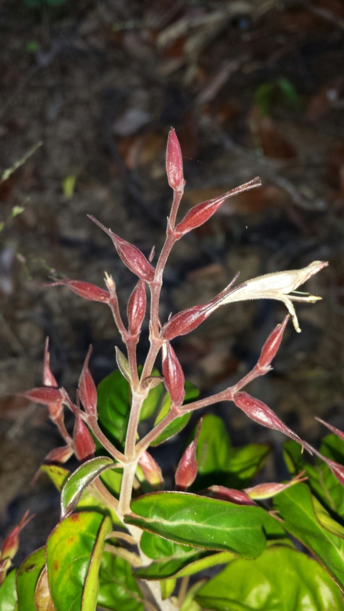 Hypoestes caudata flower