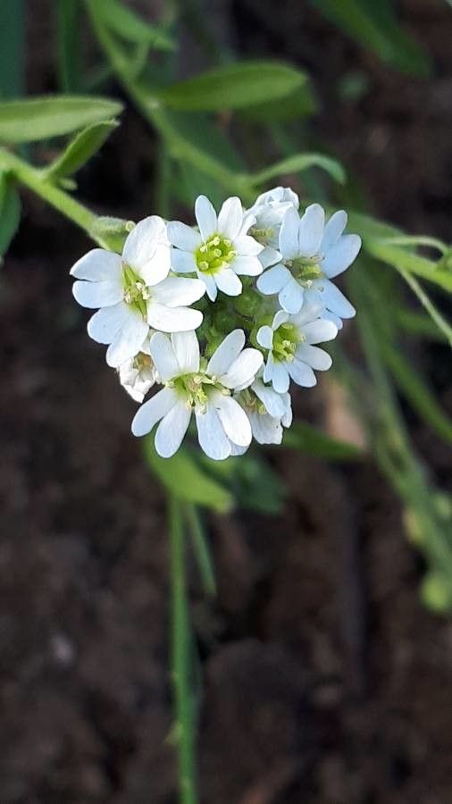 Berteroa incana flower