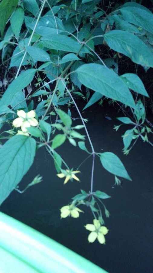 Lysimachia lanceolata — search result for 'Lysimachia'