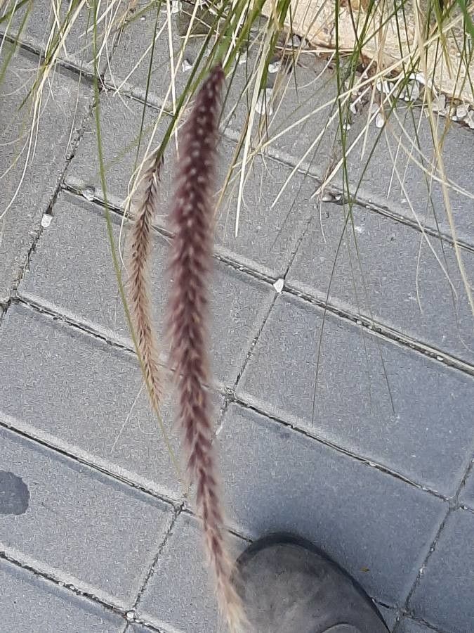 Pennisetum purpureum fruit