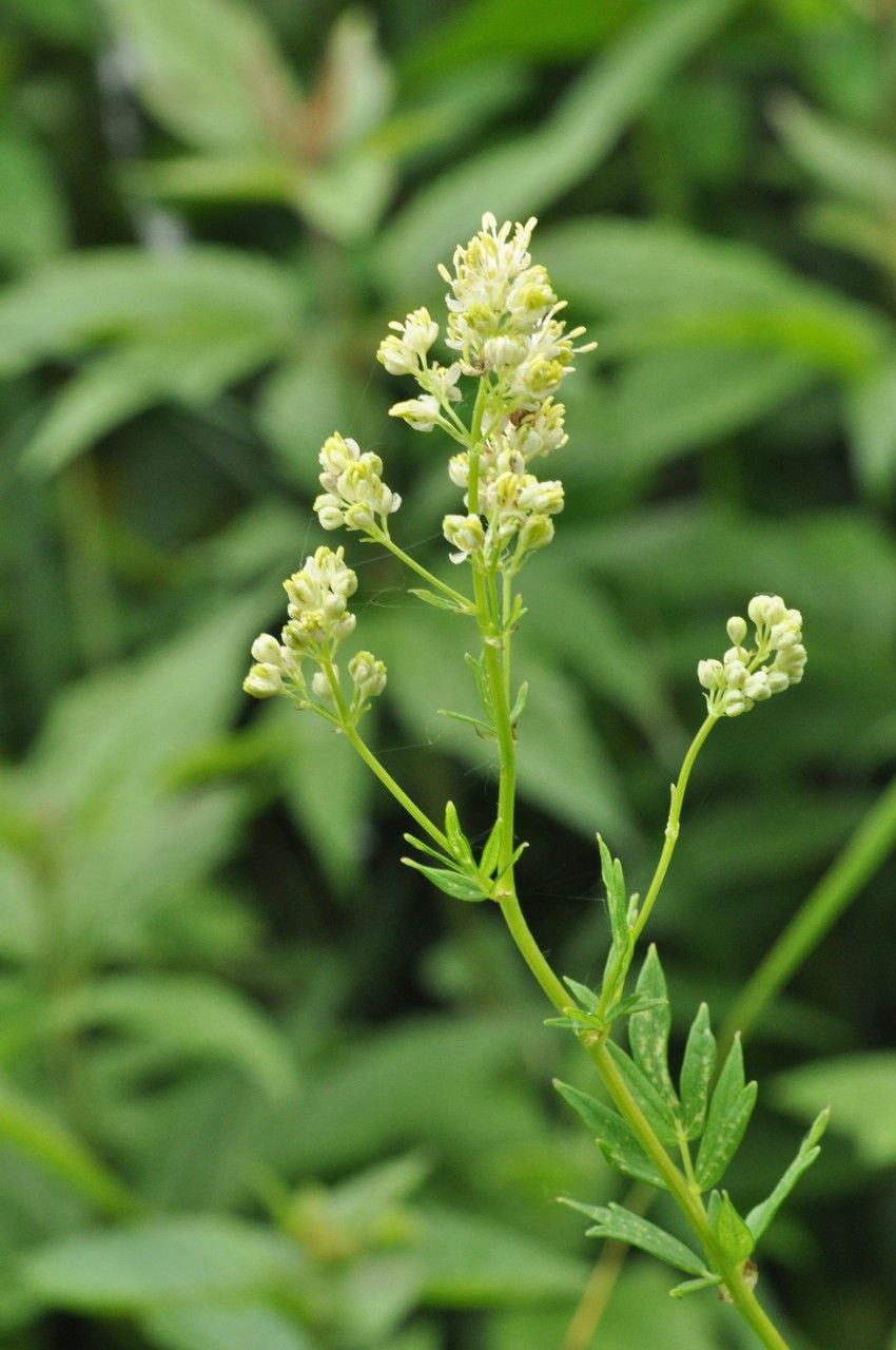 Thalictrum simplex flower