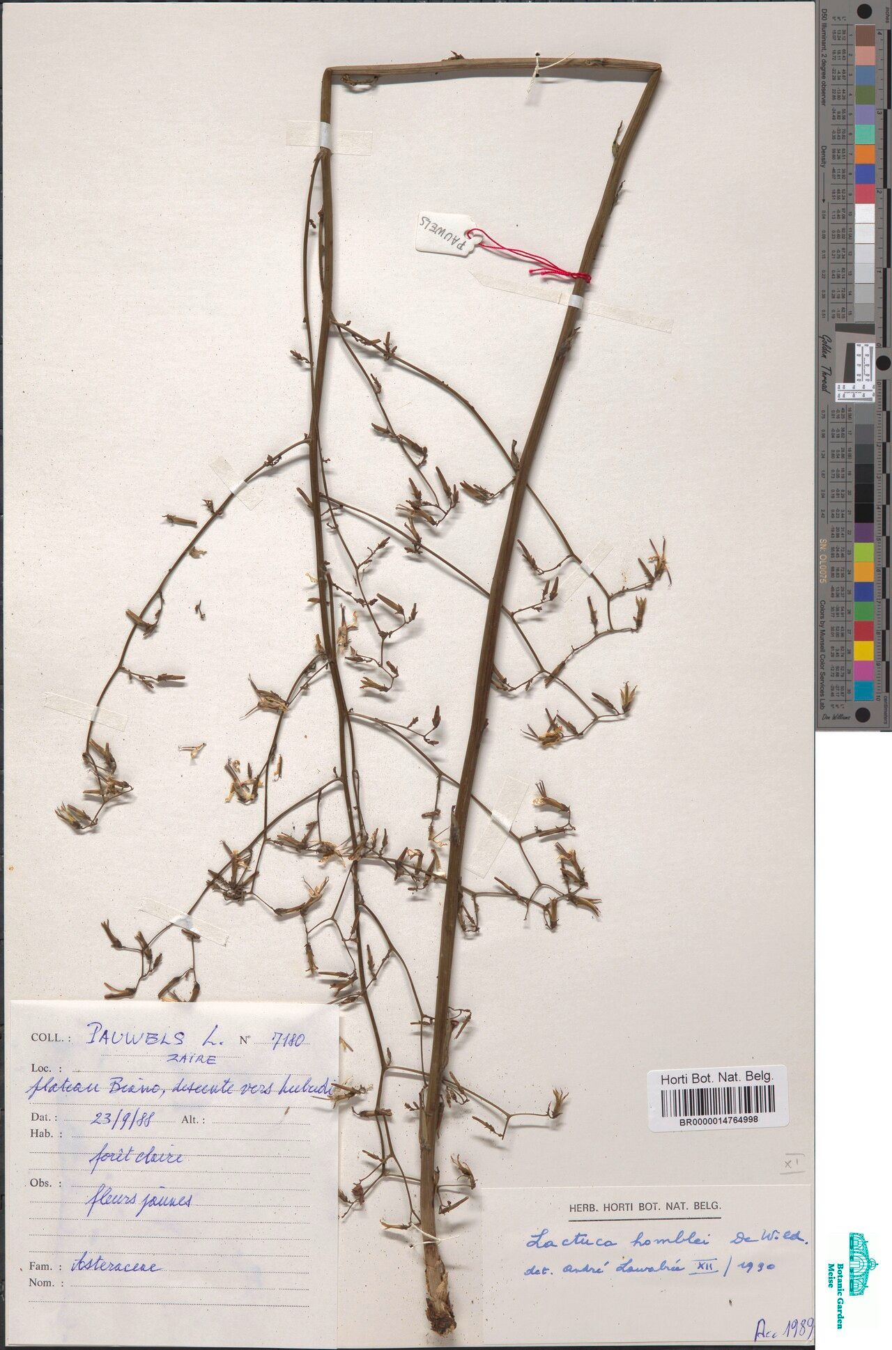 Lactuca homblei — houseplant care guide