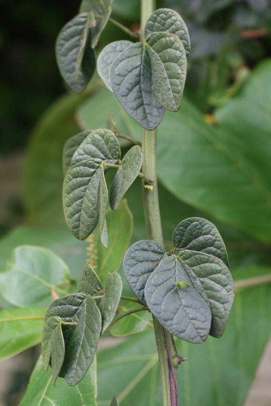 Senna chrysocarpa — search result for 'Senna'