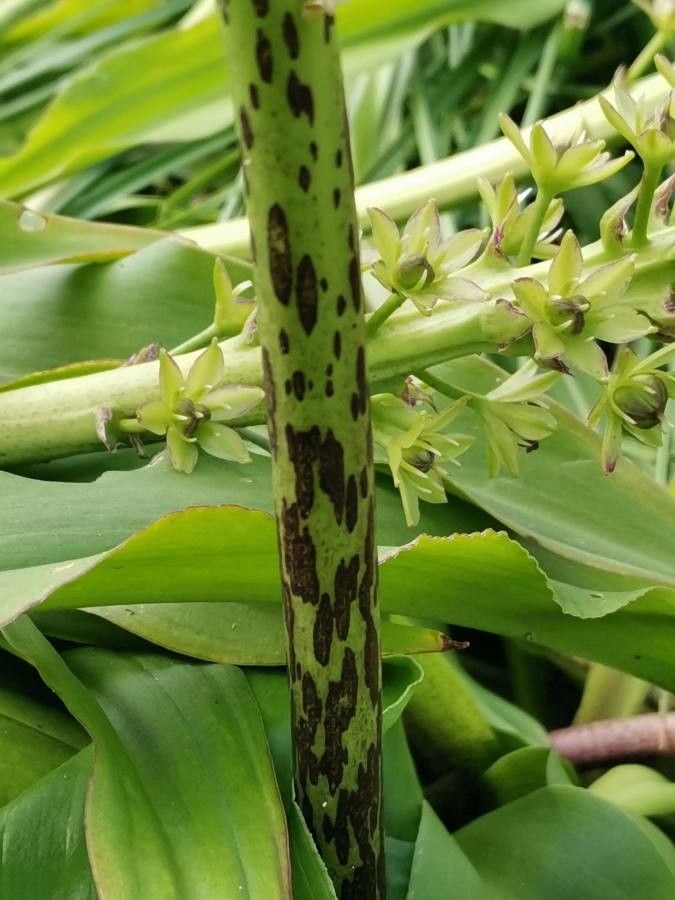 Eucomis autumnalis bark
