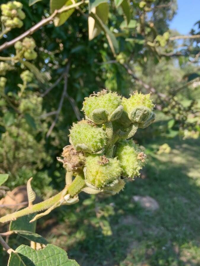 Croton floribundus fruit