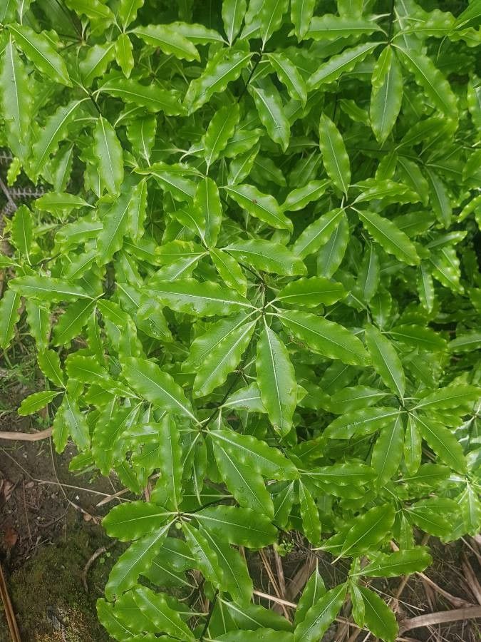 Pittosporum eugenioides — search result for 'Pittosporum'