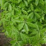 Pittosporum eugenioides