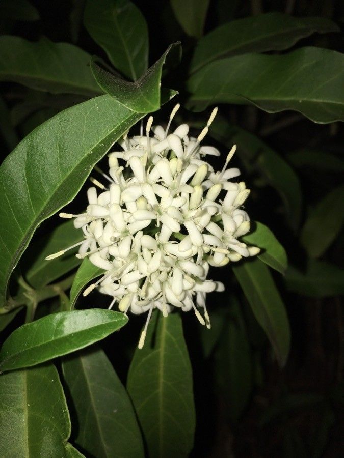 Pavetta opulina flower
