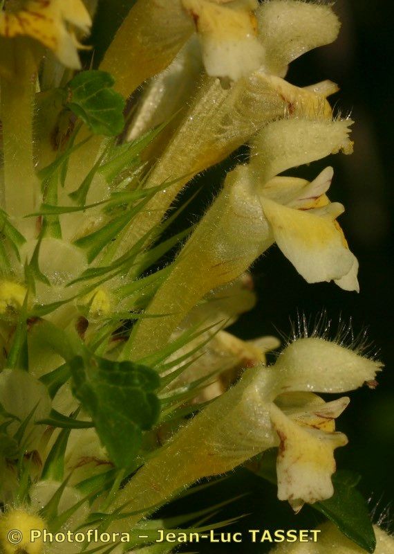 Galeopsis × polychroma flower