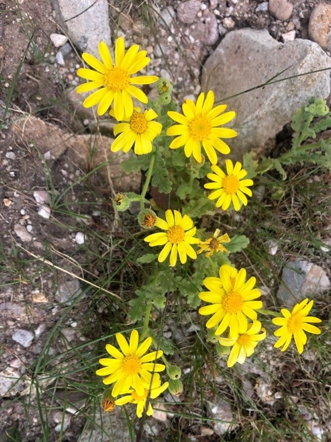 Senecio duriaei flower