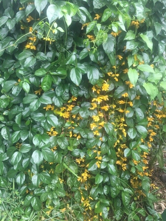 Petraeovitex bambusetorum habit