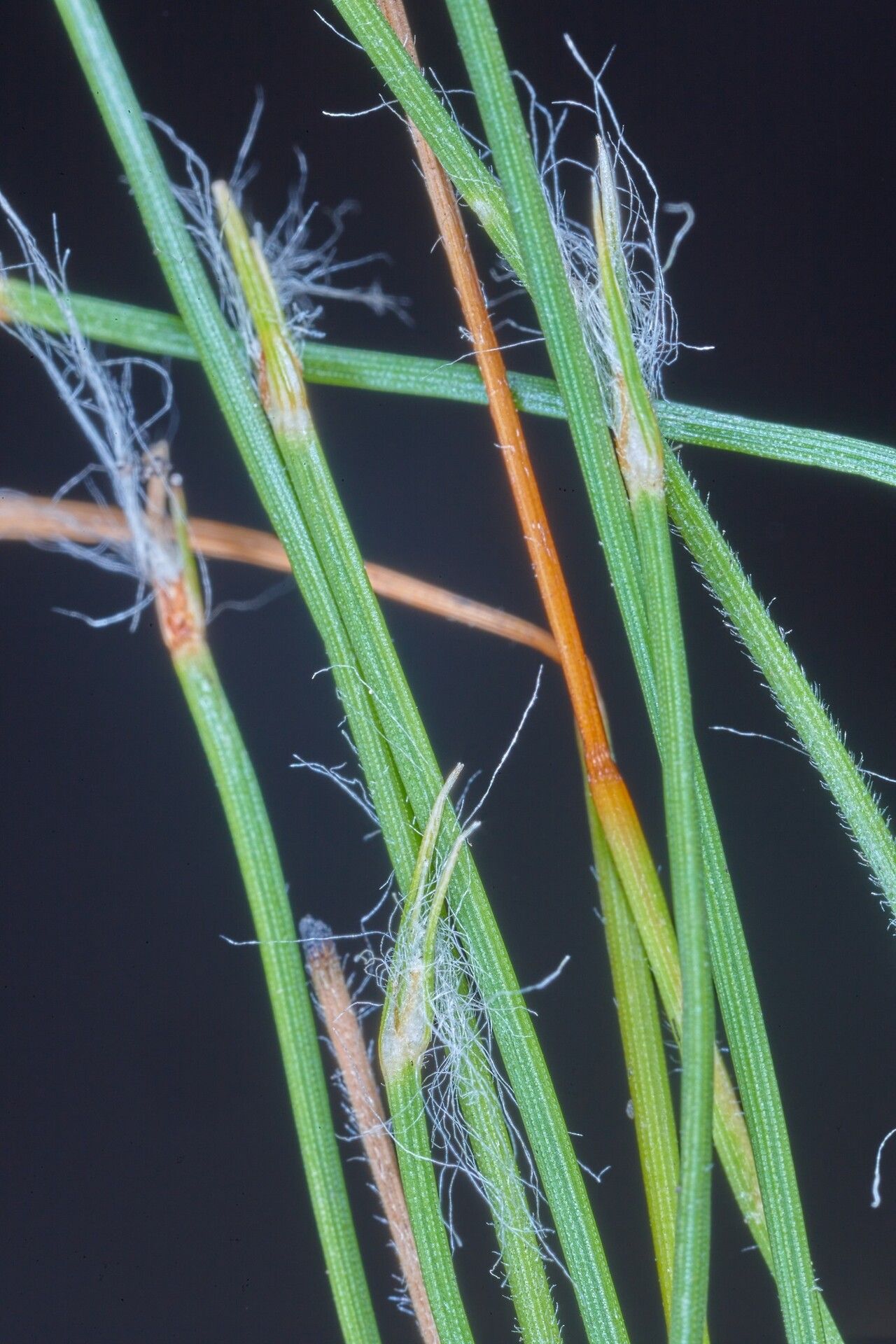 Bulbostylis pilosa bark