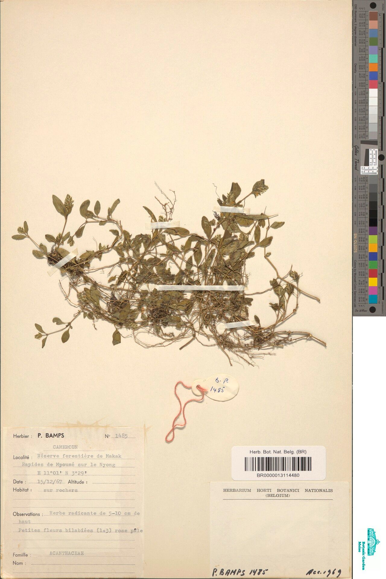 Rungia caespitosa — related species from the same genus