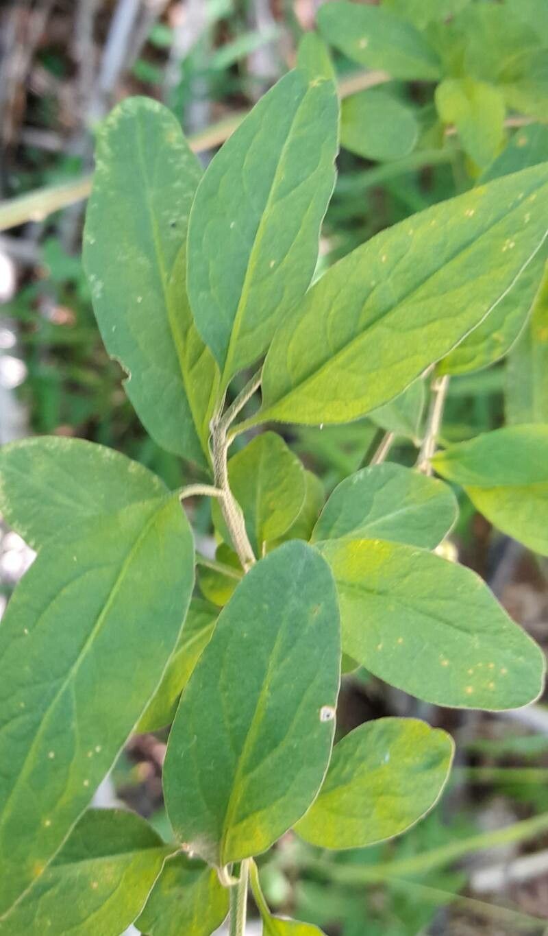 Solanum valdiviense — houseplant care guide