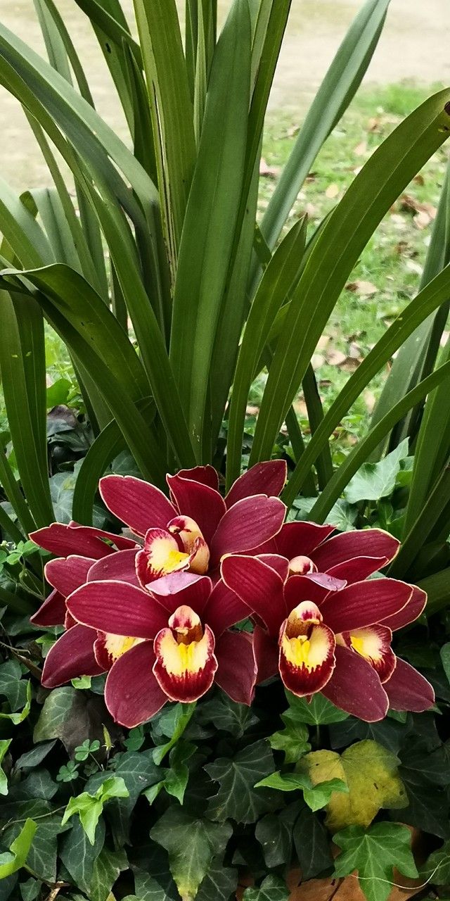 Cymbidium faberi habit