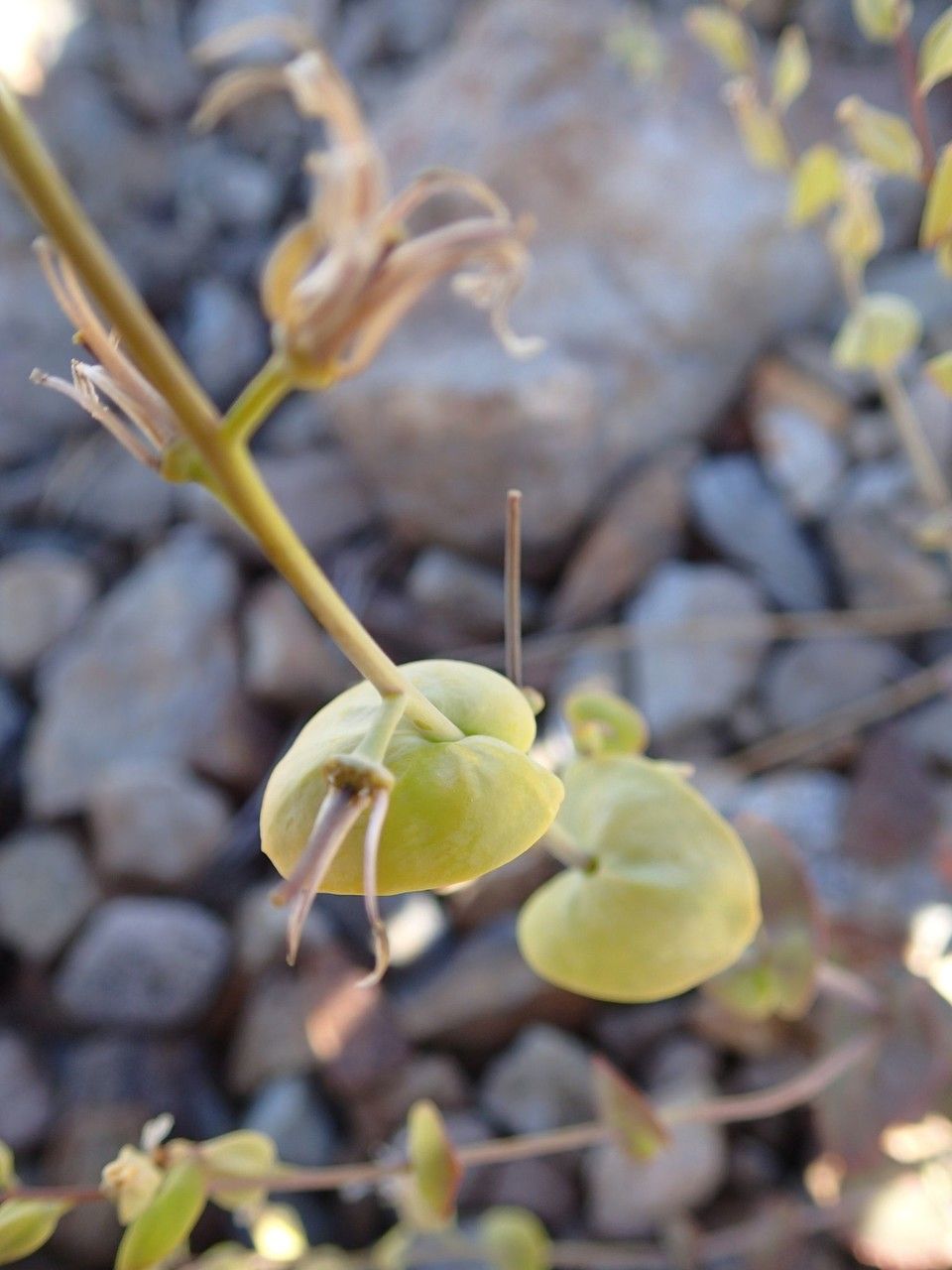 Streptanthus tortuosus fruit