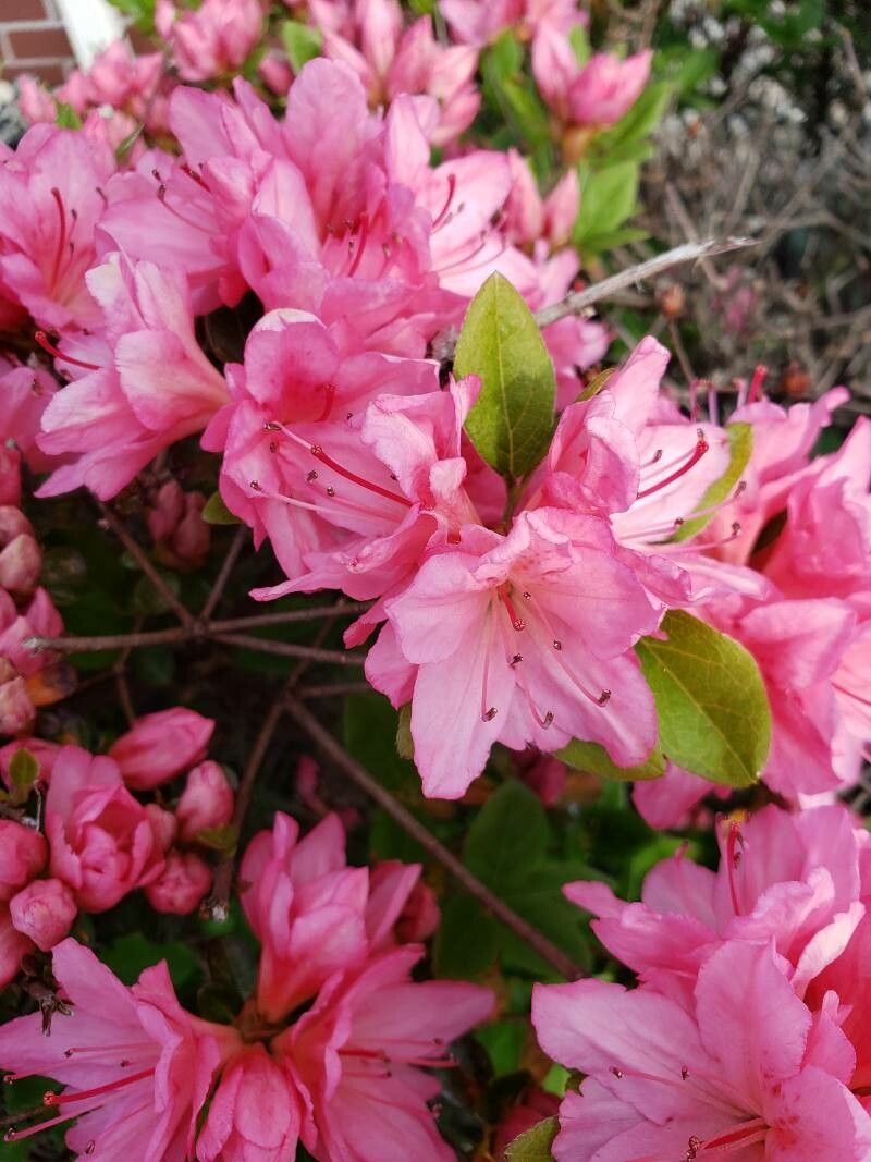 Rhododendron prinophyllum flower