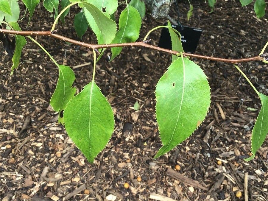 Pyrus phaeocarpa — search result for 'Pyrus'