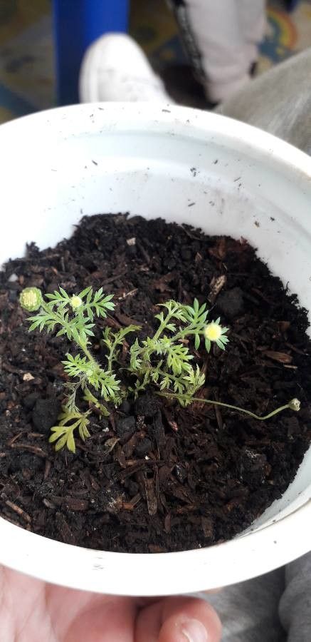 Cotula australis — search result for 'Perennial or annual'