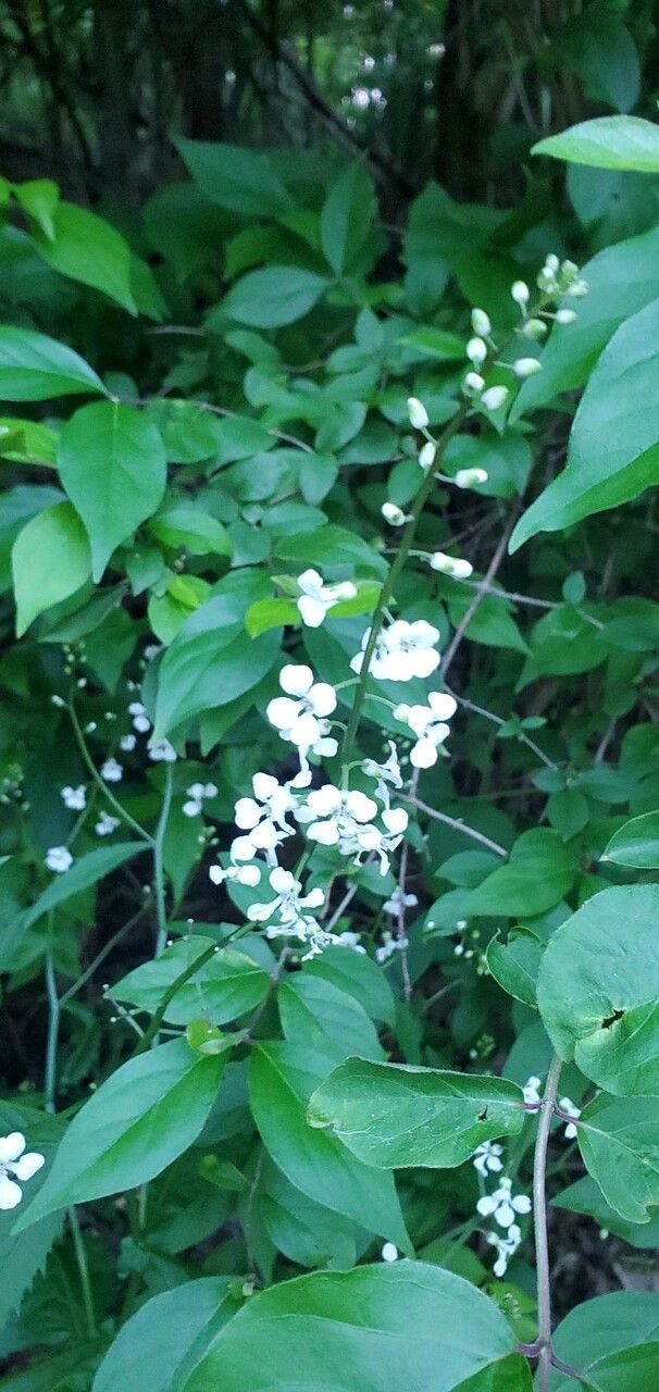 Iodanthus pinnatifidus flower
