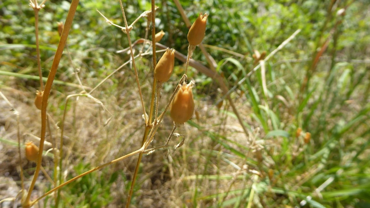 Silene ciliata fruit