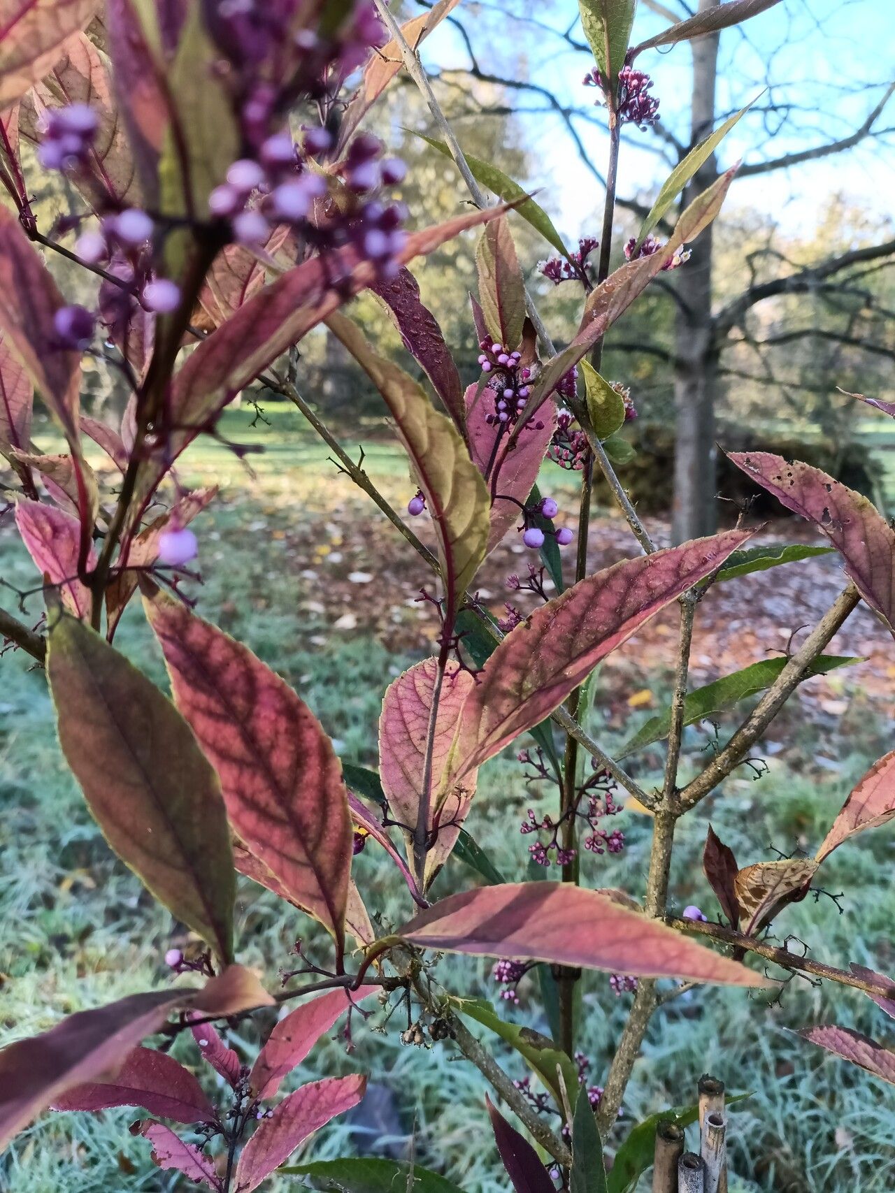 Callicarpa kwangtungensis — search result for 'Callicarpa'