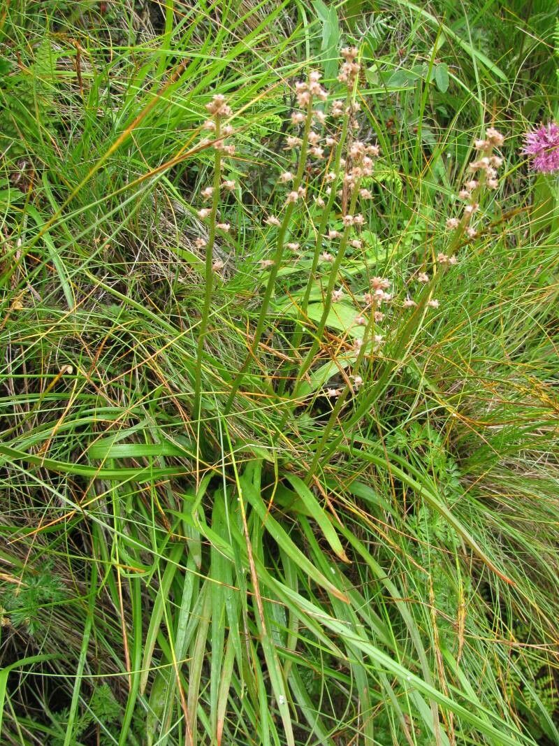 Aletris pauciflora — related species from the same genus