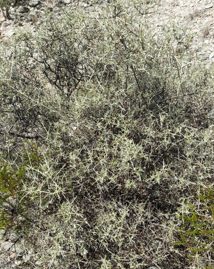 Tricomaria usillo habit