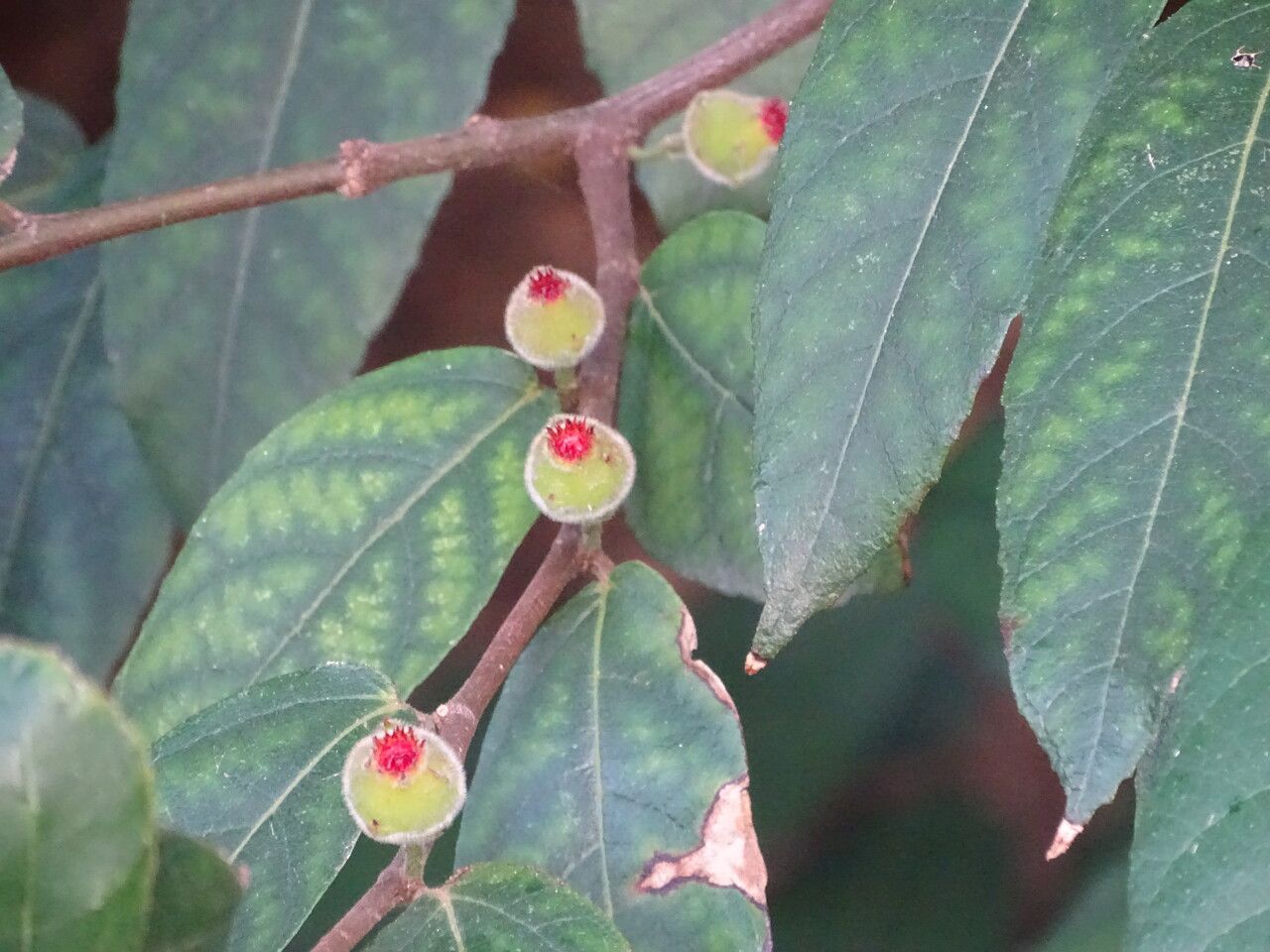 Ficus coronata fruit