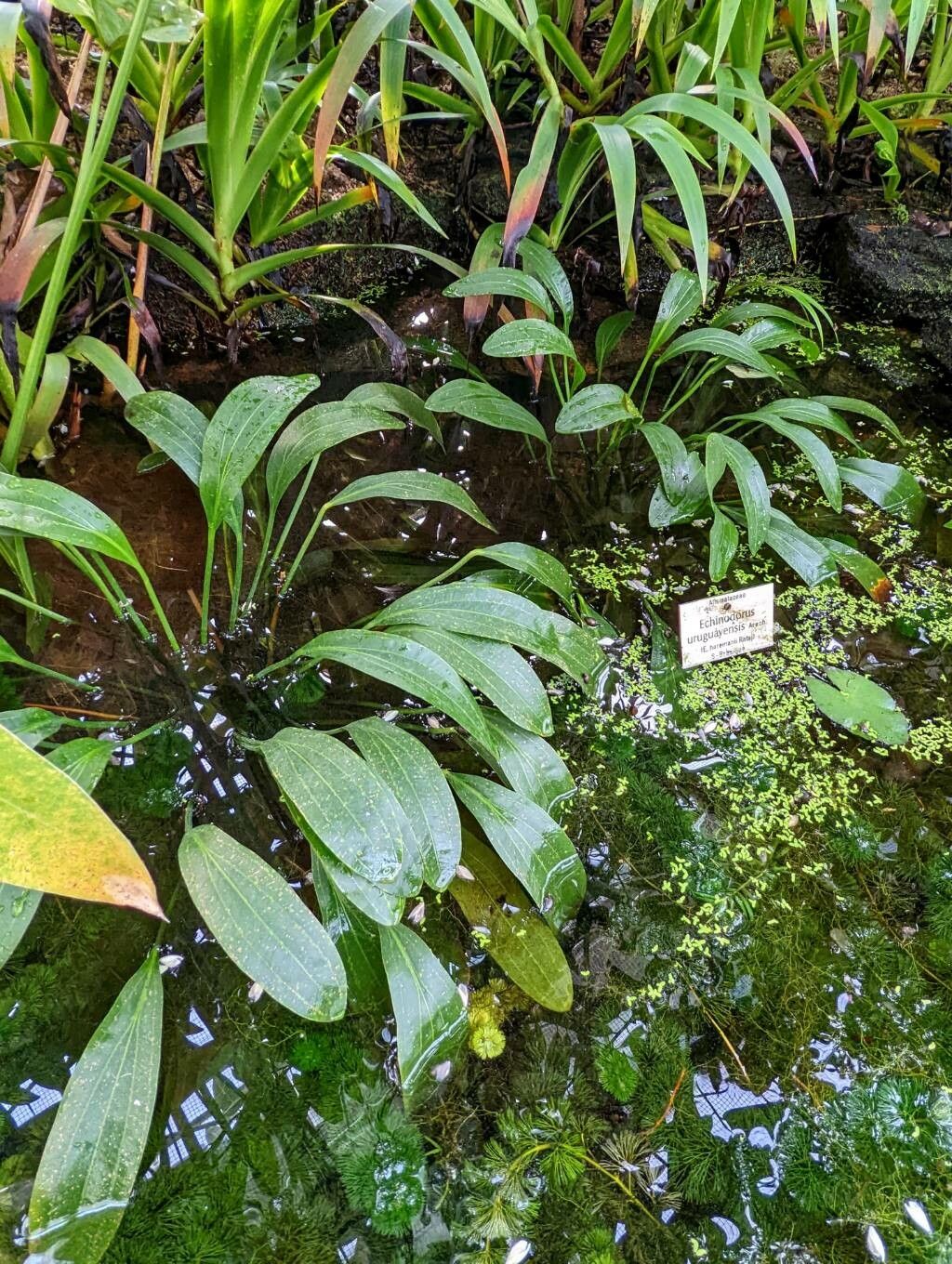 Aquarius uruguayensis habit