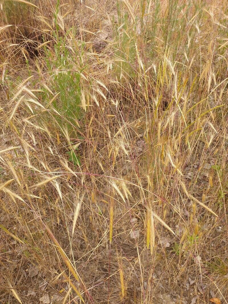 Secale sylvestre fruit