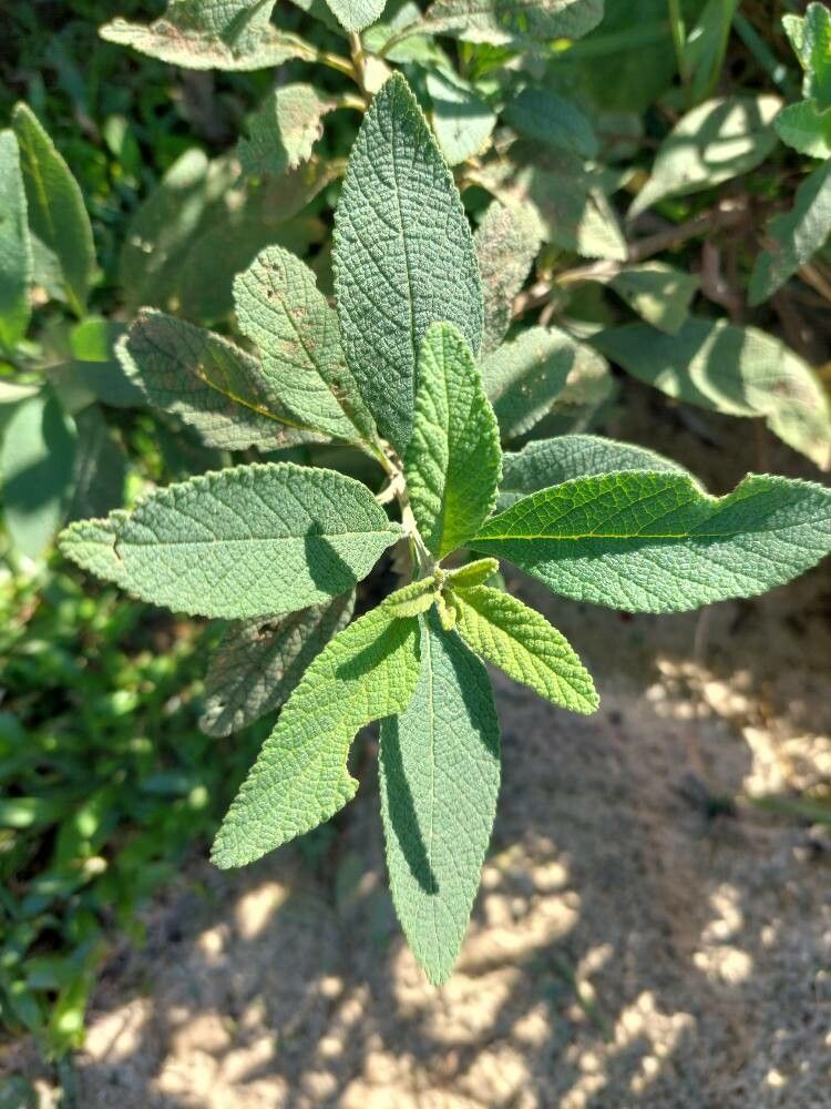 Varronia curassavica — search result for 'Salvia'