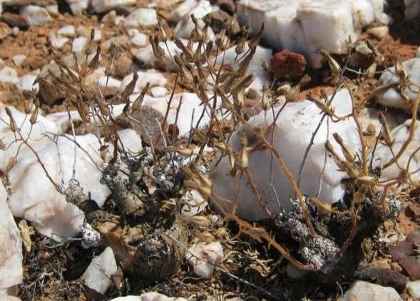 Tylecodon reticulatus — houseplant care guide