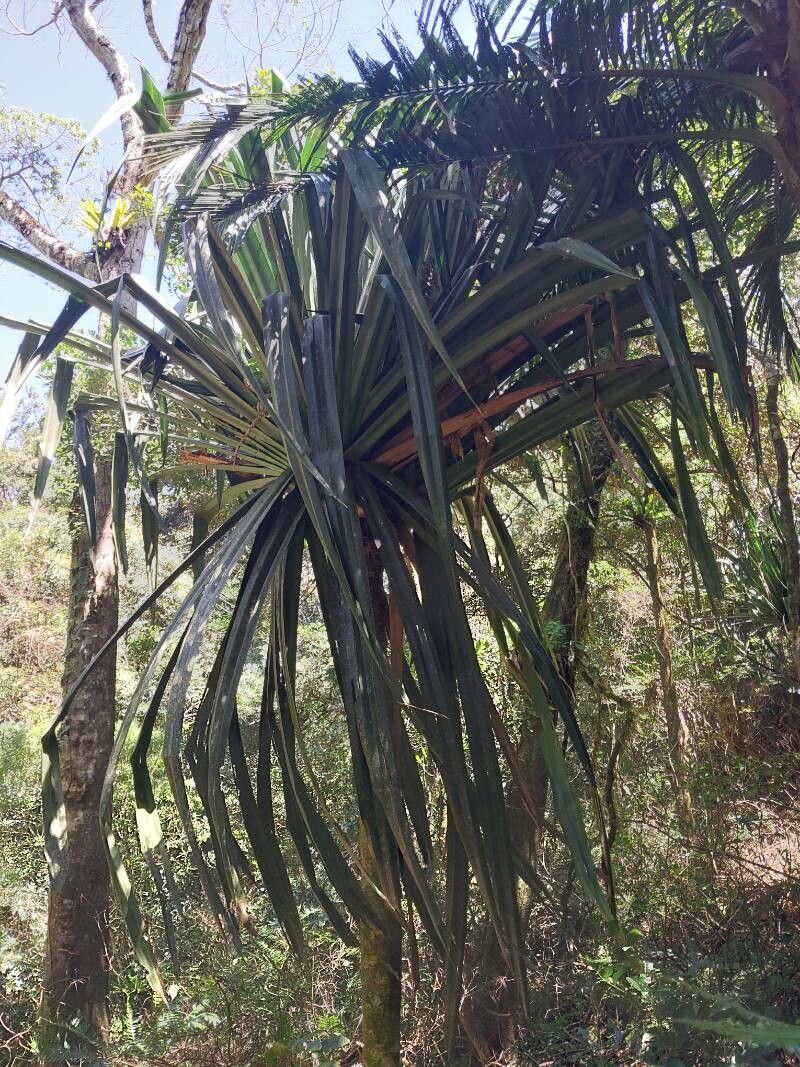 Pandanus spicatus — houseplant care guide