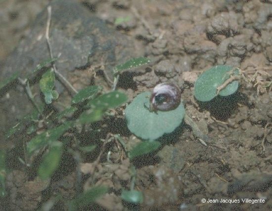 Corybas neocaledonicus habit