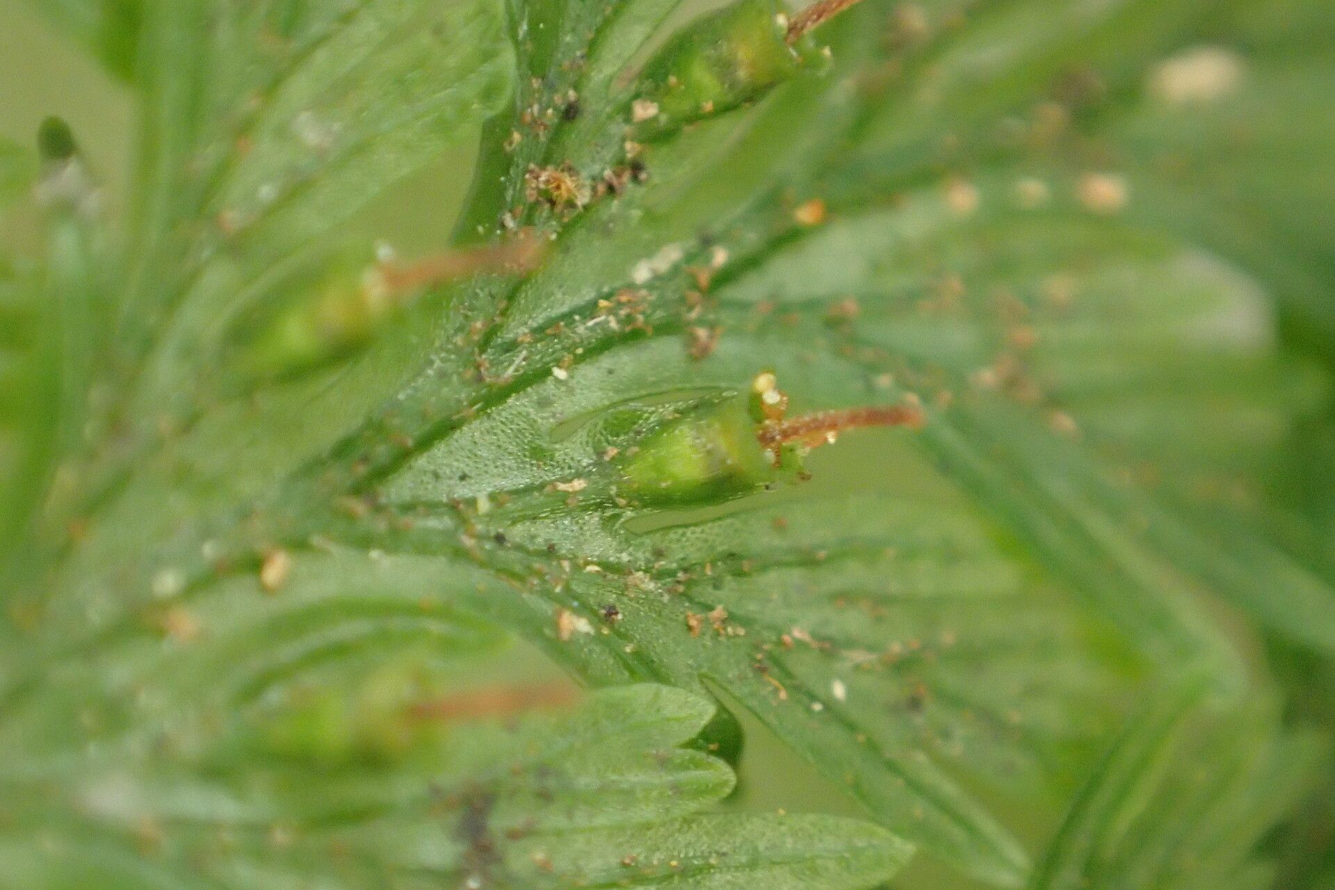 Abrodictyum rigidum — related species from the same genus