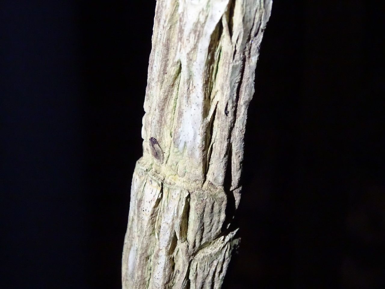 Mahonia napaulensis bark