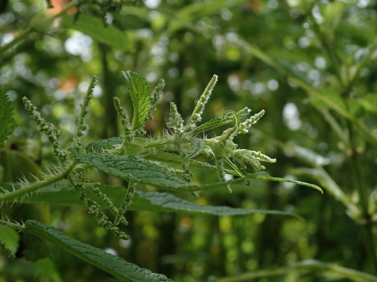 Urtica mairei habit