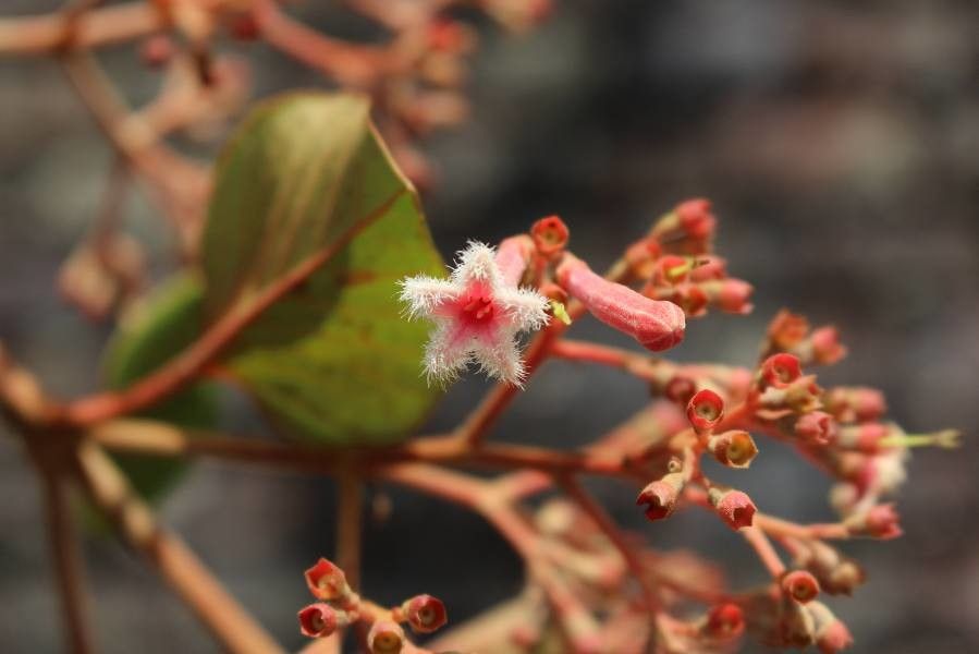 Cinchona pubescens flower
