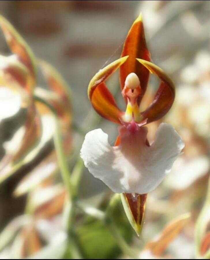 Comparettia ignea flower