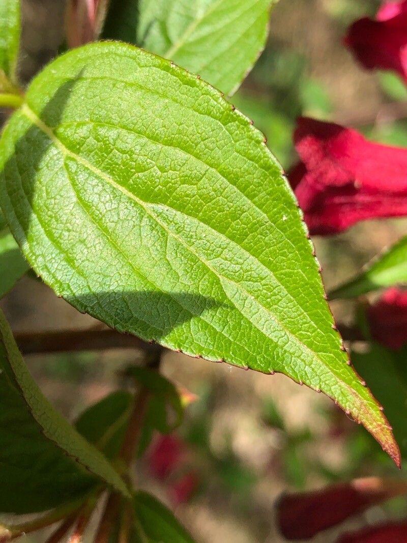 Weigela hortensis
