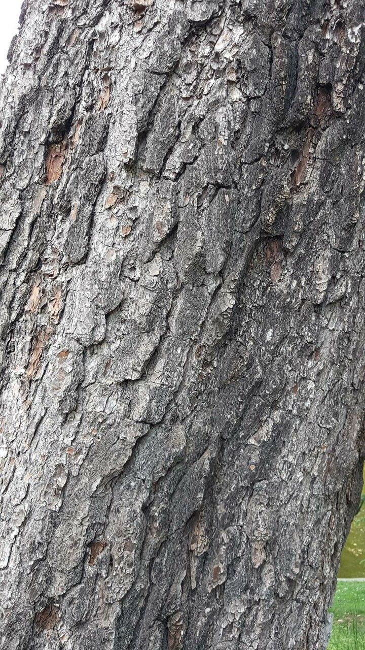 Pinus lambertiana bark