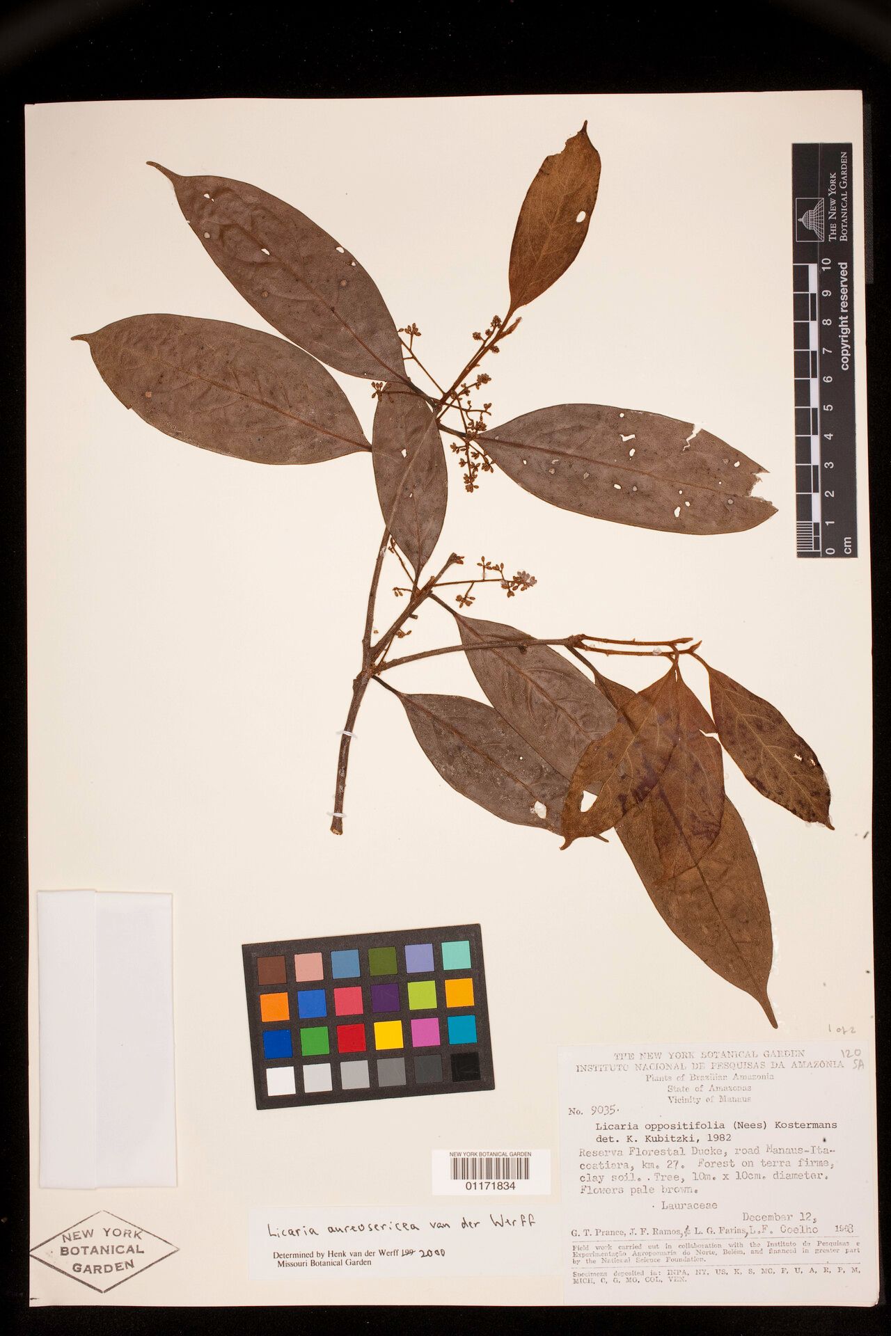 Licaria aureosericea — related species from the same genus