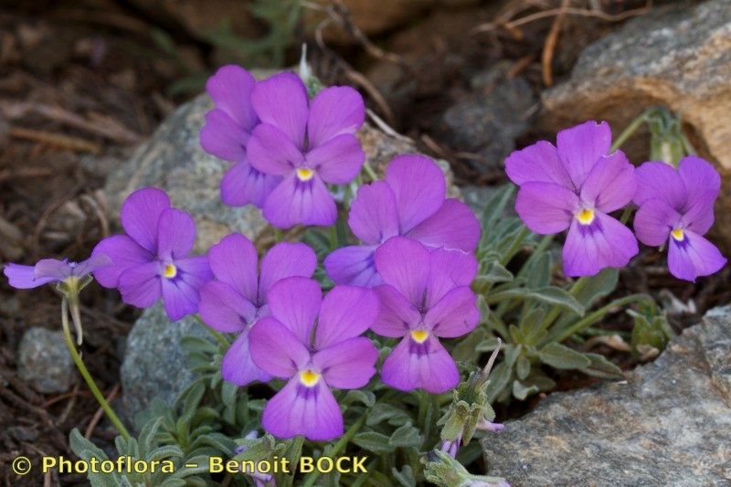 Viola valderia habit