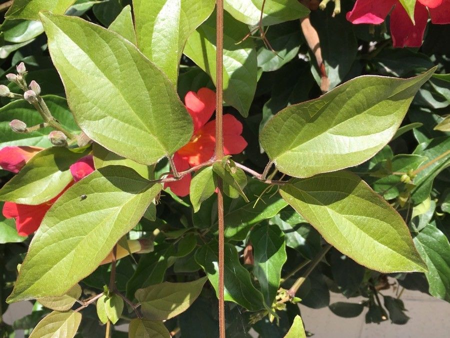 Amphilophium buccinatorium — search result for 'Bignoniaceae'