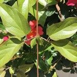 Amphilophium buccinatorium