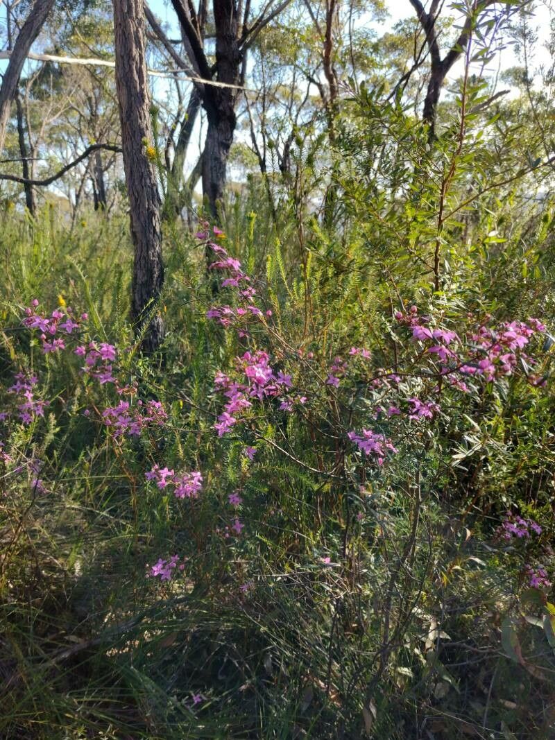 Boronia ledifolia habit
